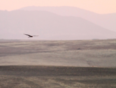 's Avonds rondrijden in la Serena is een eigenaardige ervaring. Het landschap is onwerkelijk en de rijkdom aan vogels, zelfs in het allerheetste seizoen, is enorm. Beide zandhoenders, beide trappen, grielen, en veel grauwe kiekendieven zoals deze. Deze foto is een sfeerimpressie van zo'n rondrit door dit gebied als de zon ondergaat.