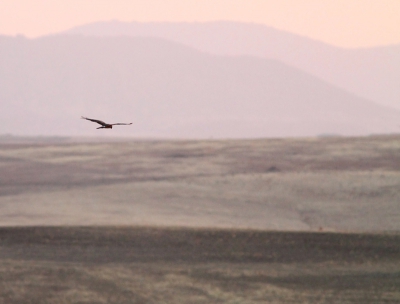 's Avonds rondrijden in la Serena is een eigenaardige ervaring. Het landschap is onwerkelijk en de rijkdom aan vogels, zelfs in het allerheetste seizoen, is enorm. Beide zandhoenders, beide trappen, grielen, en veel grauwe kiekendieven zoals deze. Deze foto is een sfeerimpressie van zo'n rondrit door dit gebied als de zon ondergaat.