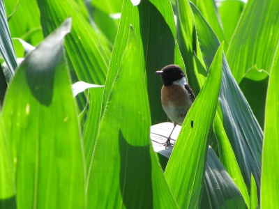 op de terugweg van De Peel kwam ik in een maisveld deze voor mij tot dan toe onbekende vogel tegen. het lukte helaas net hem vliegdn te fotograveren