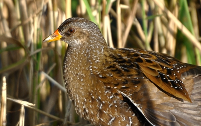 Terwijl we snippen aan het fotograferen waren, liep deze mooie Porseleinhoen stilletjes vlak voor de hut langs.... Helaas geen volledig beeld kunnen maken, maar toch ben ik er blij mee.