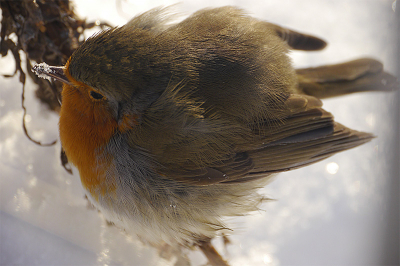 Vind dit een mooi plaatje en goed voorbeeld van hoe koud het voor de vogels was deze winter.