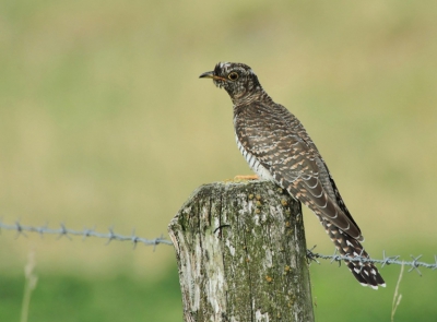 Nog een foto van de koekoek die hier gisteren aan de dijk zat. Vandaag zat hij er helaas niet meer. Het was voor het eerst dat ik een koekoek van zo dichtbij kon bekijken, een pracht vogel!