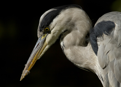 Deze reiger stond langs een stroompje in een bos te loeren op een visje. Tussen de bomen door viel een lichtbundel op de reiger. Ik kon redelijk dichtbij komen voor een portretje. De combinatie van een geconcentreerde reiger, redelijk hard licht op de vogel en een beschaduwde achtergrond vond ik wel aardig. Soort 'spotlight-effect'.