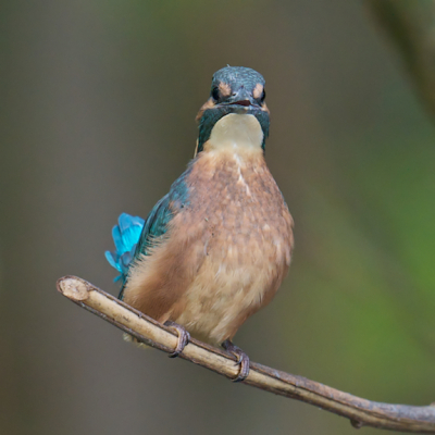 Net uit het nest en denkt....Uhhhh, ik ben geen kip maar een IJsvogel.