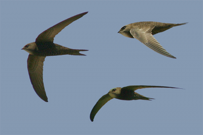 Ik moest maar eens wat meer leren over Adobe Photoshop CS. Zeker na die prachtige collage van Karel (die met al die vogels en het Birdpix boek). Hoop gelezen en geoefend. Hopelijk mag het resultaat er wezen.

Als er tips voor mij zijn hoor ik het zeer graag.

Groetjes,

Ted