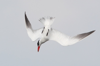 A handful of Caspian terns have recently begun breeding in Denmark. Postbreeding they can be seen in lakes around Copenhagen. Here is an adult fishing.