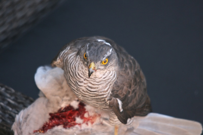 's morgens om 10u een Turkse Tortel geslagen en geplukt in de tuin van de buren. Ik kon alleen van het dak de foto's nemen. De vogel vloog daarna met de prooi weg.