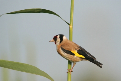 Ik ga er regelmatig op uit, deze foto is gemaakt op de praamweg. Ik reed richting de Knardijk toen deze putter voor mij in het riet ging zitten.