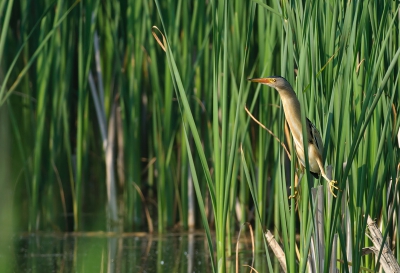 Eind Mei kreeg ik een unieke kans om deze prachtige reigersoort vast te leggen. Wat een mazzel had ik dat hij zich zo mooi liet zien. Klauteren in het riet als een Aap.

Meer opnames zijn te zien in mijn blog: http://rvdaalen.blogspot.nl/2012/06/de-woudaap-little-bittern-ixobrychus.html?showComment=1339092658279#c2870286898767964875