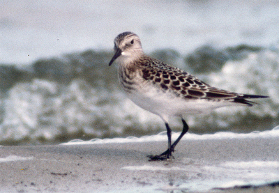 De, en mijn, tweede voor NL. De vogel was zo dichtbij, had ik toen maar digitaal ....
Dze vogel was ook nog vergezeld van een Gestreepte Strandloper. Gelukkig maar dat er toen nog niet zo veel mensen fotografeerden.