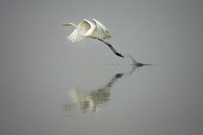 Dit is mijn eerste natuurfoto die ik mooi vond. Ik was net begonnen met natuurfotografie en mocht een keer mee met kennis naar de oostvaardersplassen. Daar aangekomen zijn we eerst het bezoekerscentrum ingegaan. Daar was een raam wat uitkeek op een plas. En daar liep deze reiger. Na even gewacht te hebben vloog hij op een geven moment op om ergens anders te gaan ''vissen''. Dat moment kreeg ik gelukkig op de foto. De grauwigheid van het weer vind ik mooi passen bij de weer en de weerspiegeling maakte de foto af. Met m'n eerste spiegelreflex en lens: canon 300d en tamron 300mm. Zo'n twee jaar geleden gemaakt.
