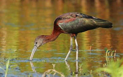 Met het juiste licht voldoet de Engelse naam van deze ibis beter dan de Nederlandse.