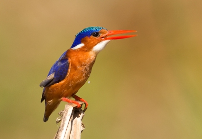 Bij katoog zaten 2 van deze ijsvogels, ik er diverse prachtige opnames kunnen maken