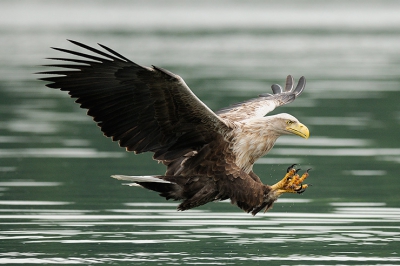 Dit is een beeld voorafgaand aan de vangst zelf die ik eerder op BP plaatste. Hier richt de zeearend zijn indrukwekkende klauwen op de vis die hij gaat pakken. De foto is gemaakt in Mecklenburg, bij de locatie waar al veel fotografen via Han Bouwmeester terecht zijn gekomen. Deze wilde zeearend komt geregeld een makkelijk visje halen bij de lokale boswachter.