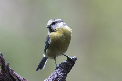 Een bos in Twente met veel vogels het licht was die dag redelijk tot goed.