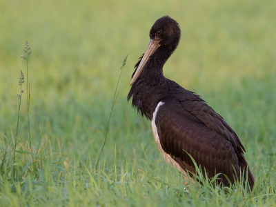 Vanavond nog even eindje rijden, vertelde net aan mijn vrouw dat er in de buurt een zwarte ooievaar gezien was, toen ik een grote zwarte vogel in het weiland naast ons zag staan. Gelukkig camera mee, hierbij het resultaat.

Deze Zwarte Ooievaar had een ring om, weet iemand waar ik die informatie kan doorgeven?