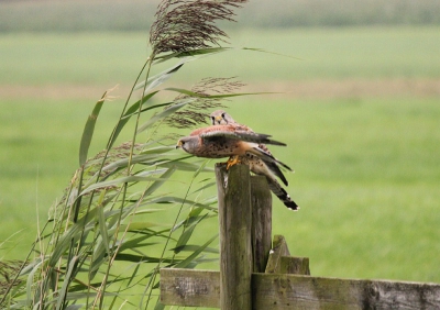 onderweg naar huis vanaf benschop naar IJsselstein zat er op bijna elke paal of een buizerd of een torenvalk. snel naar huis gereden om de camera te pakken. helaas waren de meeste alweer gevlogen. met gevaar voor eigen leven gestopt op de provinciale weg om snel een foto te nemen van deze twee torenvalken.