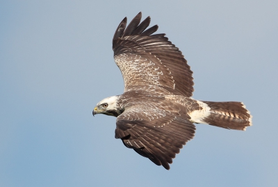 Raptor migration is well under way here. I sat in a photohide and got images of the migrating buzzards as they cruised over a ridge.