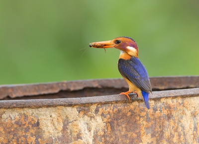 Op de zelfde plek waar de de ossepikkers zich op hielde, liepen we langs wat huisjes en plotseling zat deze Pygmy Kingfisher met zijn vangst even op een roestige ton.