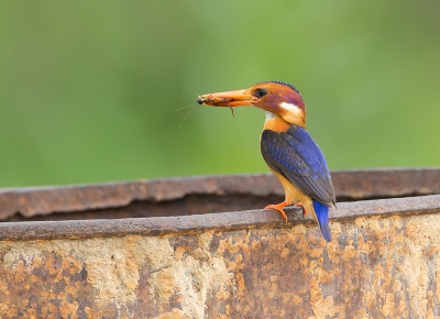 Op de zelfde plek waar de de ossepikkers zich op hielde, liepen we langs wat huisjes en plotseling zat deze Pygmy Kingfisher met zijn vangst even op een roestige ton.