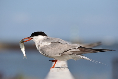 Vandaag eens de afstandbediening geprobeerd, omdat ik niet zo'n geweldige telelens heb. Ik ben benieuwd naar de reacties.
Op het havenhoofd zitten vaak Sterns op de railing. Deze had net een visje gescoord..