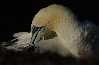 Afgelopen weekend ben ik naar Helgoland geweest en ik moet zeggen dat was erg leuk. Het was niet zo druk met fotografen en het waaide nogal hard. Geen idee of dat altijd zo is daar, maar het maakte het niet al te moeilijk om vlieg (lees: hang) beelden te maken. Ook de close-ups waren te doen met verschillende soorten licht. Al met al een erg geslaagd weekend.