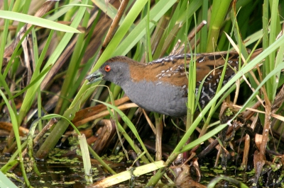 Een foto met een verhaal...... 3 jaar geleden broedden er voor t eerst Kleinst Waterhoentjes in de Groene Jonker. Met een touwtje konden destijds de belangstellenden op voldoende afstand gehouden worden. De vogels lieten zich destijds fenomenaal bekijken, gewoon vanaf het openbare pad. Destijds mocht ie niet geplaatst worden Ik hoop nu wel.