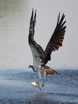 Nog een foto van de Visarend waarvan ik op 20 augustus jl een serie kon maken. Eerder plaatste ik een foto waarbij hij landde in een wilg. Nu wegvliegend met vis, net nadat hij weer uit het water omhoog gekomen is.