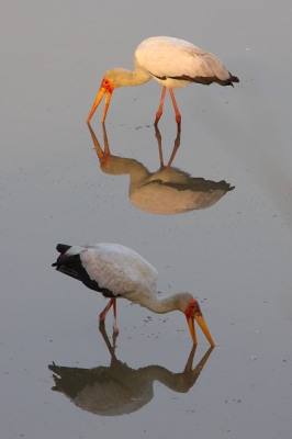 Het avondlicht was prachtig en toch bevielen de meeste opnamen van deze foeragerende vogels niet totdat mijn oog viel op de meervoudige symmetrie in dit tafereel.