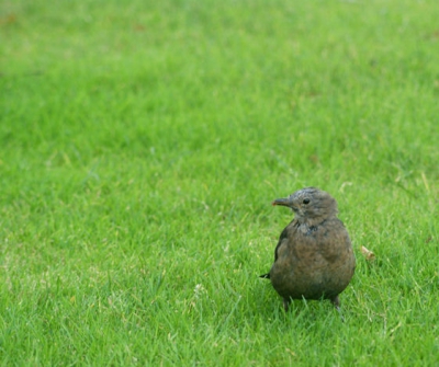 bij goed weer met bewolking trof ik deze merel vrouw aan in het gras. ik heb er ook een serie fotos van gemaakt en hier geplaatst