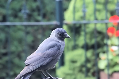 ik trof in tilburg bij een tuintje deze kauw en omdat iet bleef zitten ondanks geluid van mijn rolstoel vele zijn dan weg de kauw bleef zitten