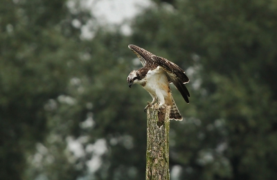 Tussen de middag  geluncht in de vogelhut. Kwam hij als toetje op de paal in het midden zitten.