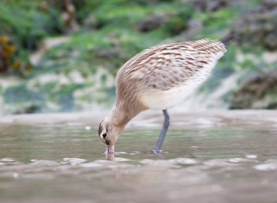 Om deze moest ik wel een beetje lachen. Het oogje is tenminste scherp maar het geeft wel goed de beweging van de vogel weer