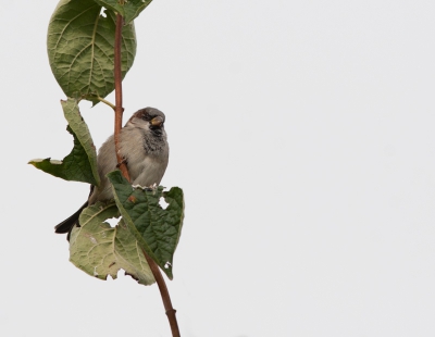 oefenen met de 300 L, met de musjes in onze tuin, met statief,zonder statief, met IS zonder IS.