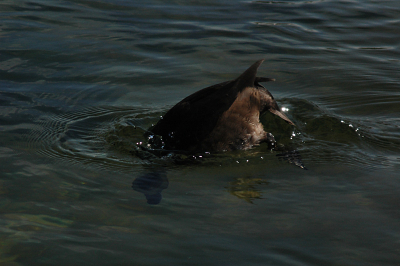 Duikend in het heldere water.