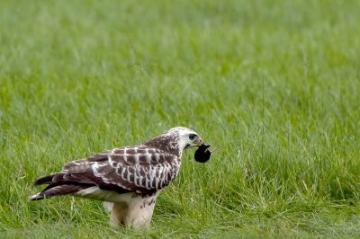 Toen ik thuis kwam zat deze buizerd naast het huis bij de pas schoongemaakte sloot. Toen ik stopte aarzelde de buizerd of hij met of zonder prooi zou vertrekken, die aarzeling gaf mij de gelegenheid een paar foto's te maken.