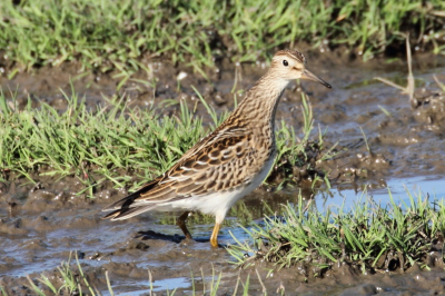 Deze strandloper landde op enkele meters voor mij in open terrein. Helemaal niet angstig.