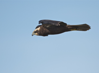 Deze juveniele Bruine Kiekendief kwam toch nog aardig dichtbij vliegen. het weer was half bewolkt.