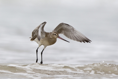 At this time sandy beach of the Curonian Spit is a temporary station for the migratory Bar-tailed Godwits. Here is one of them, taking a bath in the waves of the Baltic sea.