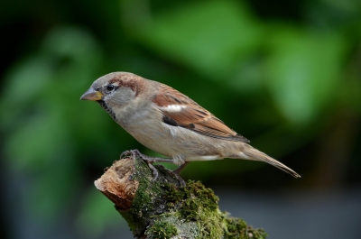 Deze huismus is een van de velen die elke dag in de tuin te vinden zijn. Ondanks dat ze als een normale vogel worden beschouwd zijn het toch wel mooie vogeltjes
