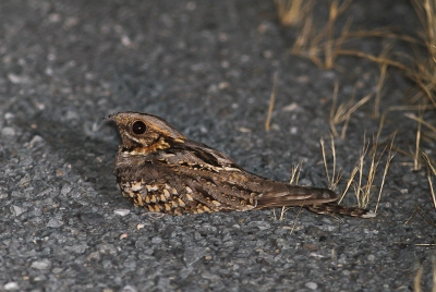 Een leuke foto voor mij. Had er niet veel van verwacht omdat het de eerste keer was dat ik een vogel probeerde vast te leggen bij nacht.