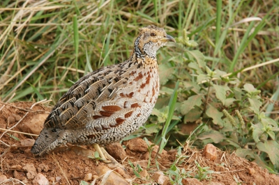 Het was een buitenkans om deze toch schuwe vogel van zo dichtbij (280mm brandpuntsafstand) te fotograferen, waarbij het prachtige verenkleed in alle detail te zien is. Het is lang geleden maar ik kan mij de ontmoeting nog goed herinneren.