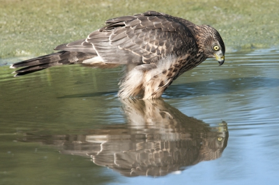 Tot drie keer ,deze morgen ,kwam er een ijsvogel voor me zitten.  Ik heb deze kans genomen om mezelf te trakteren en  er veel fotos van te maken. Tenslotte was het toch mijn verjaardag.
Toen ik mijn spullen ingepakt had keek ik nog even om me heen voordat ik de schuilhut ging verlaten.
Tot mijn verbazing zat deze Havik juveniele op een boomstam.
Heel voorzichtig heb ik mijn camera gepakt om deze op de plaat te zetten.
De Havik ging zich zonder aan mijn te storen uitgebreid wassen, dit is werkelijk schitterend  om te zien.