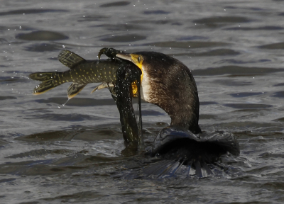 It took about 1.5 minutes for the Cormorant to swallow the fish. This was taken 1 minute after the Cormorant tossed it up inot the air.