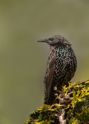 scherp stellen van de 300 mm gaat steeds beter !!
wat tips van Birdpix 8 toegepast, en ziedaar een mooie spreeuw in onze tuin !