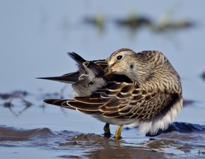 hoe wonderlijk kan het lopen soms , gisteren deze kleine rakker al van iets verder weg gehad.
vanmorgen eigenlijk gegaan voor eventueel de zwarte ibis of visarend/havik aldaar.
en wat land er weer yep deze kleine rakker , en met 3 man zoeken nergens te vinden daar kijkt er eentje onder de waterkant staat ie op nauwelijks 2 meter bij ons vandaan.
wij stonden dus gewoon op het pad ( kan trouwens ook niet anders daar want anders sta je in het water) en de kleine rakker fourageerde lekker tot op zo n hooguit 15 meter na een tijdje.