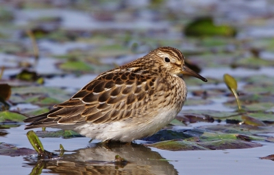 zelfde strandlopertje even aan het rusten werdt een beetje moe van het poseren .