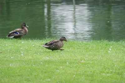 deze eend was bij een water in een parkje de compositie vond ik zo leuk dat ik meteen vastgelegd heb