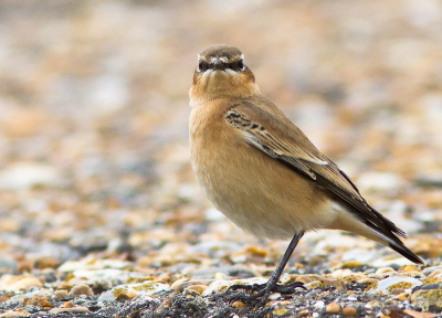 Vanuit laag standpunt vogel kunnen benaderen. Vogel zat t.o.v. mijn positie op een hoger liggend betonnen plateau.
