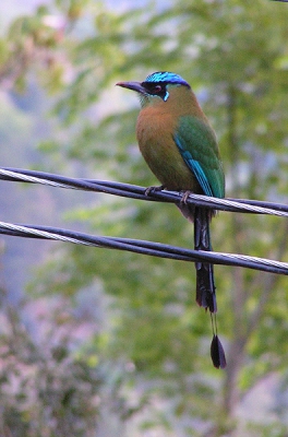 Ik was mijn foto's van Costa Rica aan het bekijken, toen ik deze weer tegenkwam.
Deze motmot zat op een electriciteitsdraad vlak bij ons onderkomen. Ik heb alle motmotfoto's op birdpix bekeken en dit is de enige die ook een turquoise streepje achter het oog heeft.